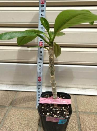 プルメリア 花 鉢植え」の人気商品一覧 | 安い商品を通販サイトから